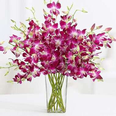 send orchids