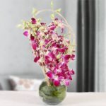 orchid plant online